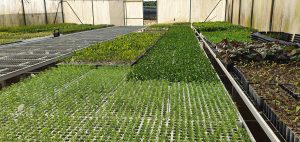 Greenhouse nursery